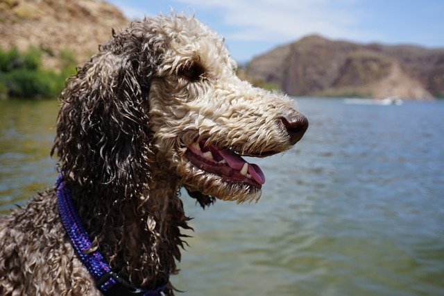 Free picture Dog Lake Poodle -  to be edited by GIMP free image editor by OffiDocs