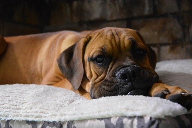 Скачать бесплатно Dog Lazy Puppy - бесплатное фото или изображение для редактирования с помощью онлайн-редактора изображений GIMP