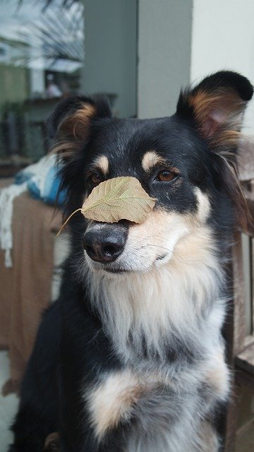 تنزيل Dog Leaves Leaf - صورة مجانية أو صورة مجانية ليتم تحريرها باستخدام محرر الصور عبر الإنترنت GIMP