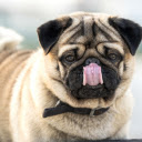 Dog Licking Nose  screen for extension Chrome web store in OffiDocs Chromium