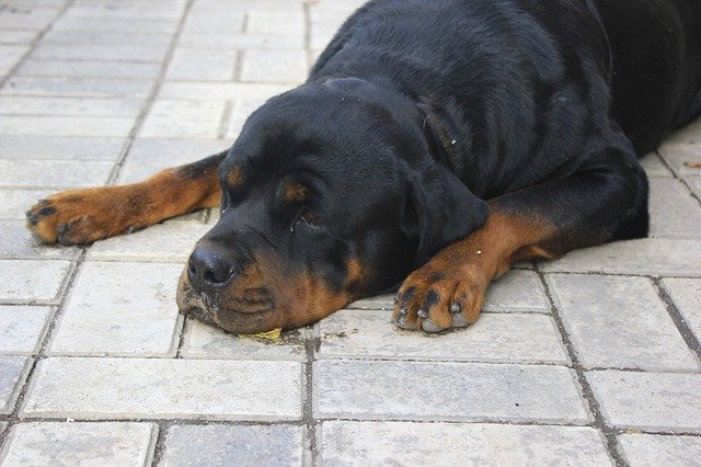 הורדה חינם Dog Lies Sorrow - תמונה או תמונה בחינם לעריכה עם עורך התמונות המקוון GIMP