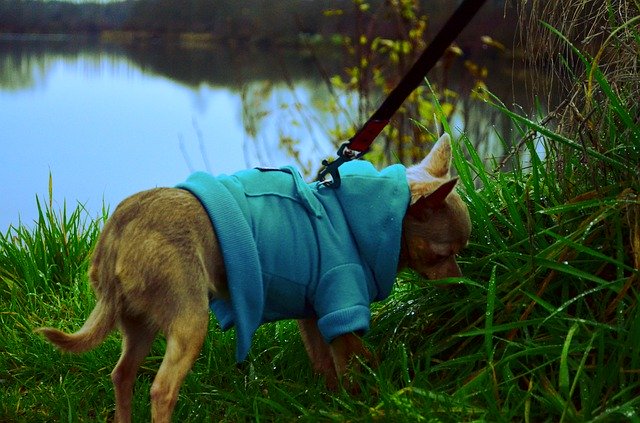 Шаблон фото собаки Маленька трава - для OffiDocs