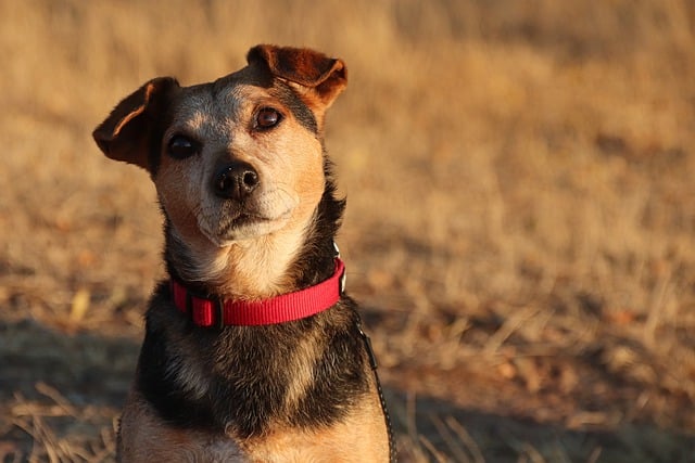 Free download dog look hybrid dog domestic animal free picture to be edited with GIMP free online image editor