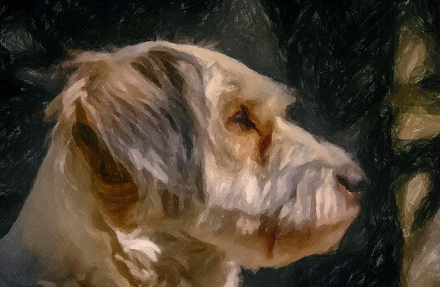 Free download Dog Looks Waiting -  free illustration to be edited with GIMP free online image editor