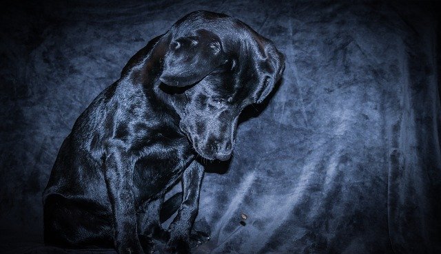 הורדה חינם של Dog Love Friendship - תמונה או תמונה בחינם לעריכה עם עורך התמונות המקוון GIMP