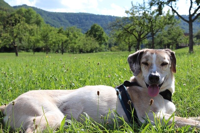 Free download Dog Lying Tongue -  free photo or picture to be edited with GIMP online image editor