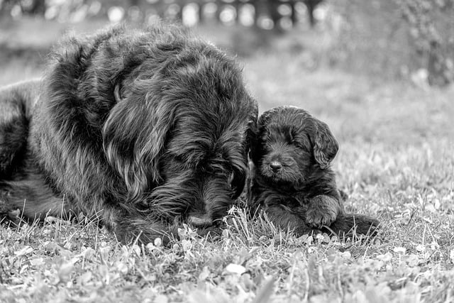 Free download dog mama infant puppy pooch free picture to be edited with GIMP free online image editor