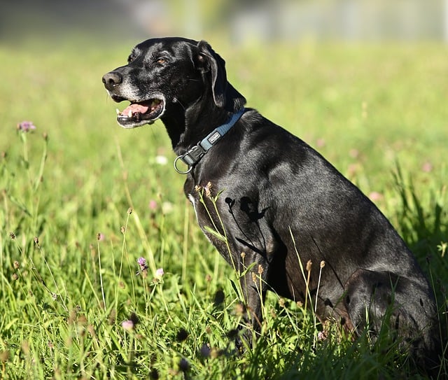 Free download dog mammal domestic animal meadow free picture to be edited with GIMP free online image editor