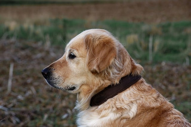 Free download dog mammal golden retriever snout free picture to be edited with GIMP free online image editor