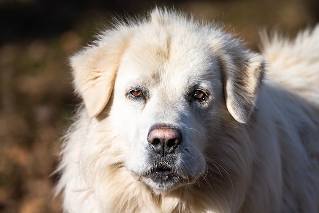 Free download dog maremma sheepdog canine mammal free picture to be edited with GIMP free online image editor