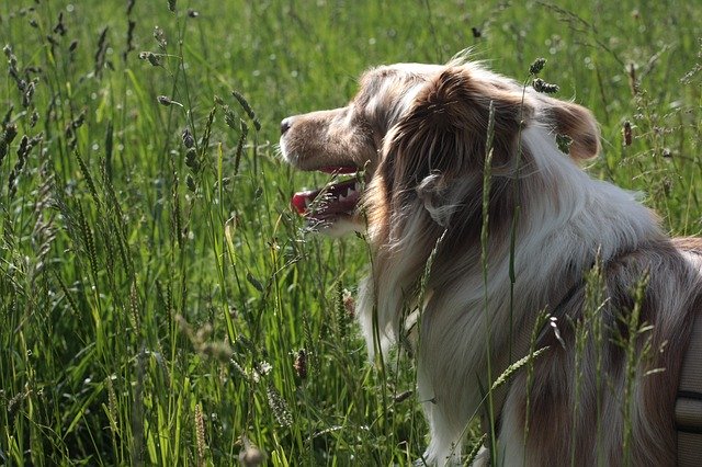 Unduh gratis Dog Meadow - foto atau gambar gratis untuk diedit dengan editor gambar online GIMP