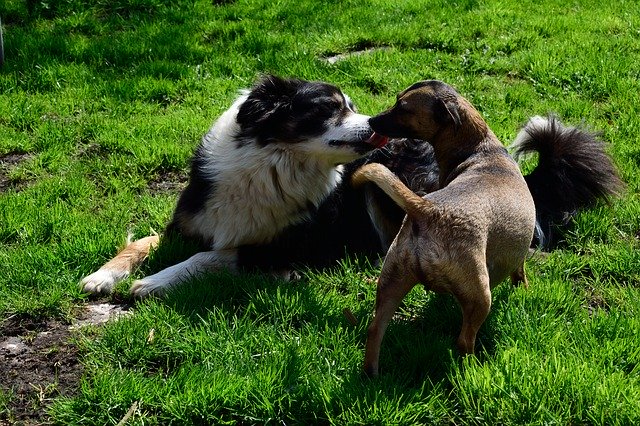 Free download Dog Meadow Animal -  free photo or picture to be edited with GIMP online image editor