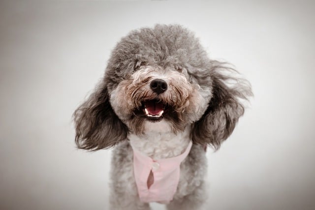 Free download dog muzzle animal background free picture to be edited with GIMP free online image editor