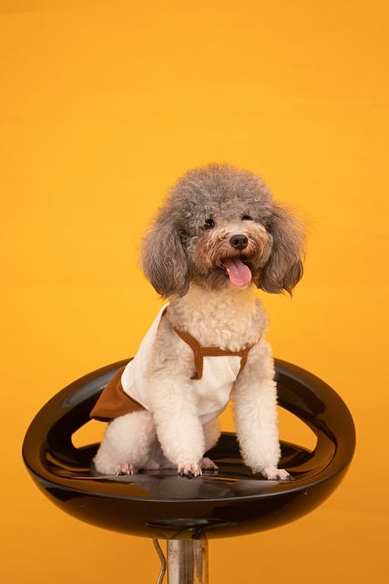Free download dog muzzle fun sit animal free picture to be edited with GIMP free online image editor