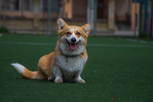 Free download dog muzzle smile watching sitting free picture to be edited with GIMP free online image editor