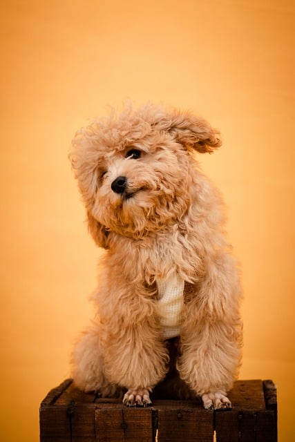 Free download dog muzzle yellow animal free picture to be edited with GIMP free online image editor