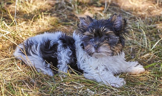 قم بتنزيل Dog Nice Eyes مجانًا - صورة أو صورة مجانية ليتم تحريرها باستخدام محرر الصور عبر الإنترنت GIMP