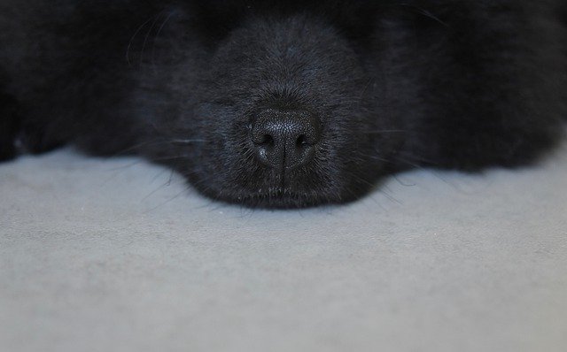 Free download Dog Nose Black Eurasier -  free photo or picture to be edited with GIMP online image editor