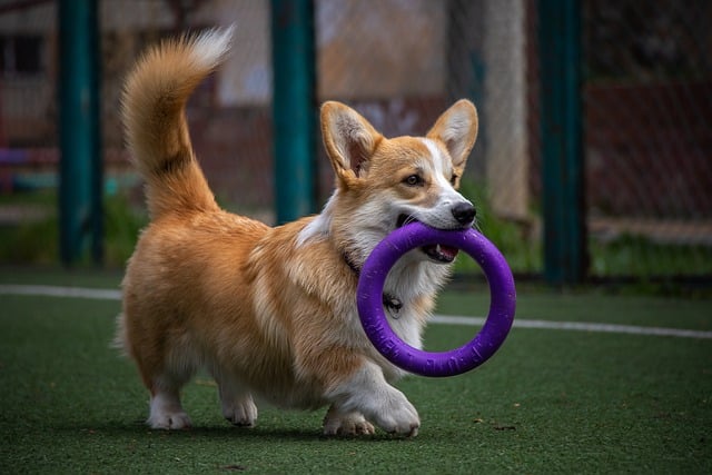 Free download dog obedient pet training animal free picture to be edited with GIMP free online image editor