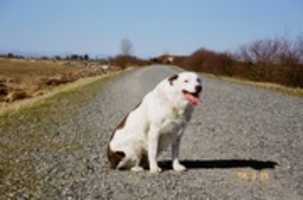 Free download Dog on a Gravel Road free photo or picture to be edited with GIMP online image editor
