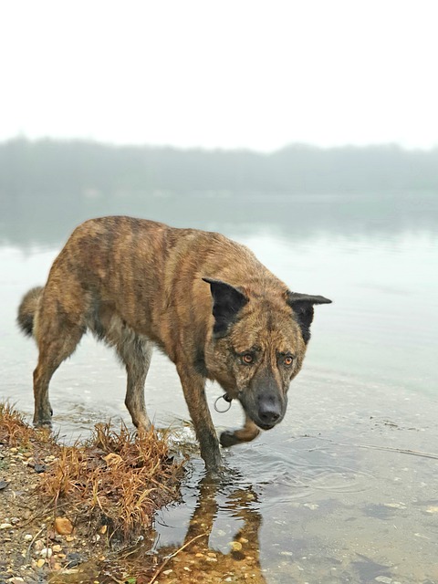 Free download dog on foot lake perro majorero free picture to be edited with GIMP free online image editor
