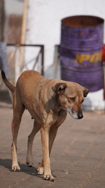 Téléchargement gratuit d'une photo gratuite d'un chien en plein air pour animaux de compagnie canins à modifier avec l'éditeur d'images en ligne gratuit GIMP