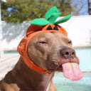 Dog Panting: A Happy and Relaxed Companion  screen for extension Chrome web store in OffiDocs Chromium