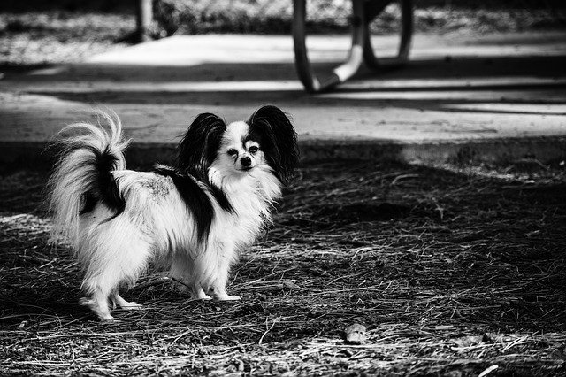 Bezpłatne pobieranie szablonu zdjęć Dog Papillon Park do edycji za pomocą internetowego edytora obrazów GIMP