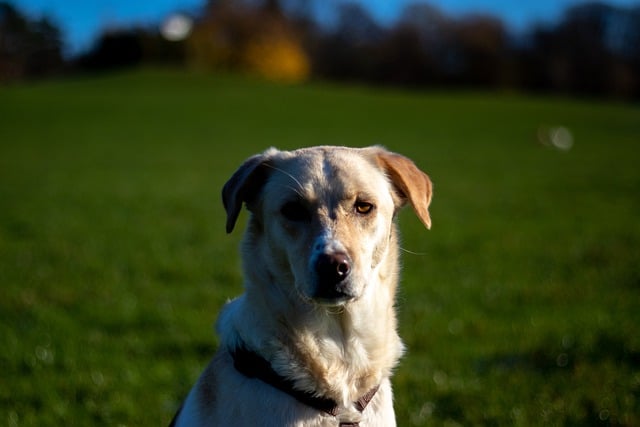 Free download dog park grass fall labrador free picture to be edited with GIMP free online image editor