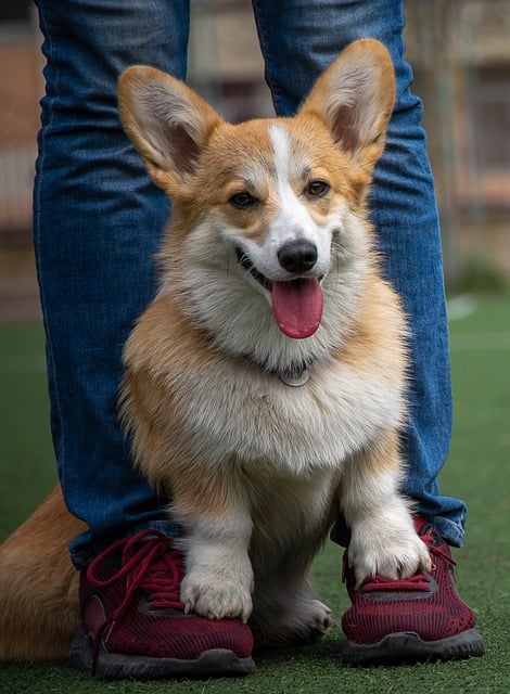 Free download dog paw pet obedience corgi legs free picture to be edited with GIMP free online image editor