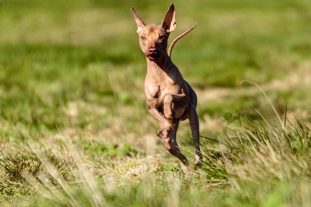 دانلود رایگان عکس سگ پرو بدون مو در حال دویدن برای ویرایش با ویرایشگر تصویر آنلاین رایگان GIMP