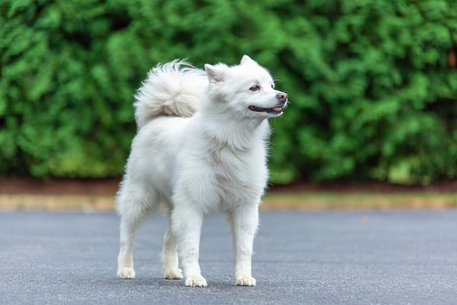 Free download dog pet american eskimo canine free picture to be edited with GIMP free online image editor