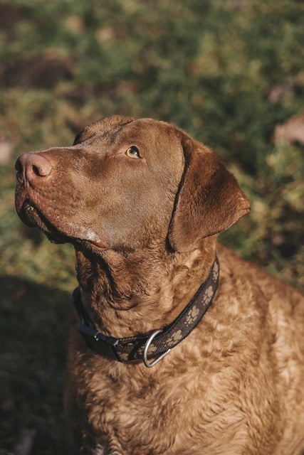 Kostenloser Download Dog Pet Animal - kostenloses Video, das mit dem Online-Videoeditor OpenShot bearbeitet werden kann