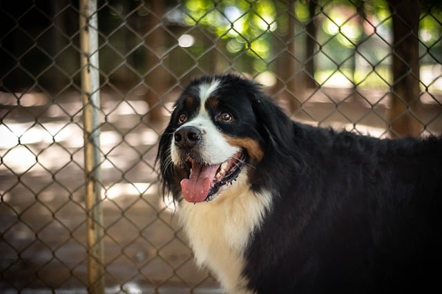 Free download dog pet animal bernese mountain dog free picture to be edited with GIMP free online image editor