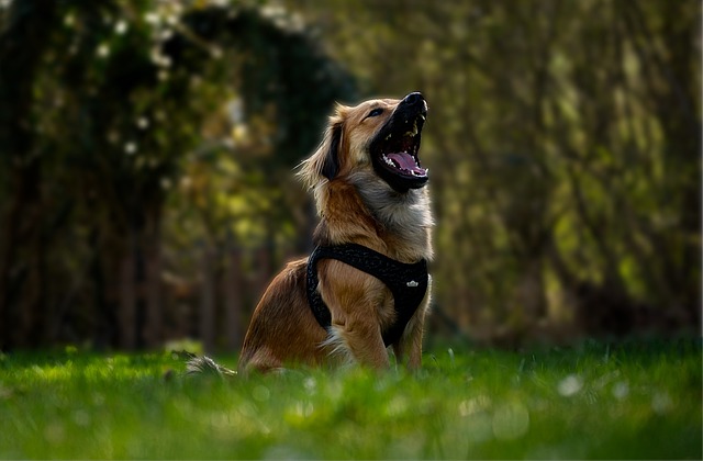 Free download dog pet animal canine free picture to be edited with GIMP free online image editor