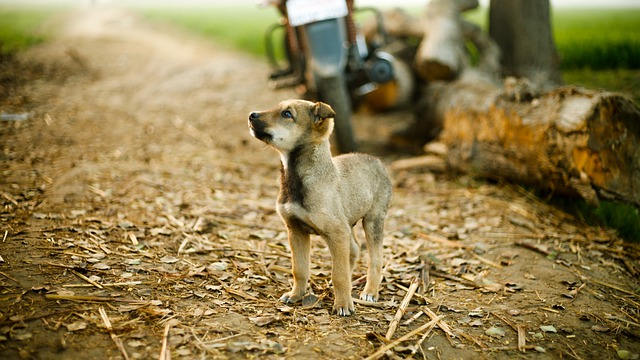 Free download dog pet animal canine puppy cute free picture to be edited with GIMP free online image editor
