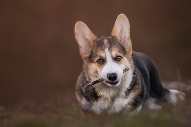 Бесплатно загрузите собаку домашнее животное милый щенок корги бесплатное изображение для редактирования в GIMP бесплатный онлайн-редактор изображений
