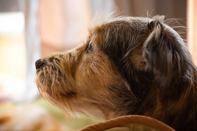 Free download dog pet animal domestic free picture to be edited with GIMP free online image editor