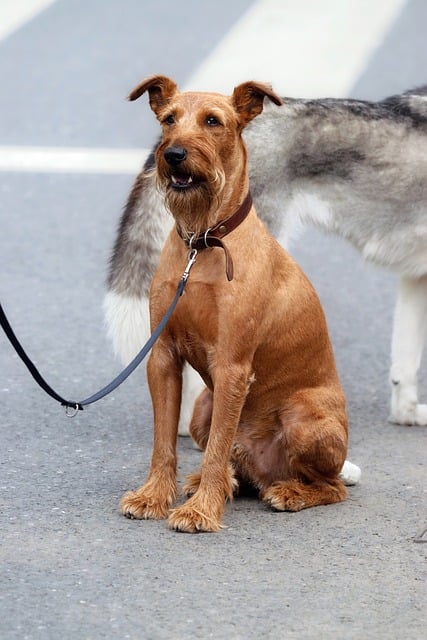 Free download dog pet animal fur brown canine free picture to be edited with GIMP free online image editor