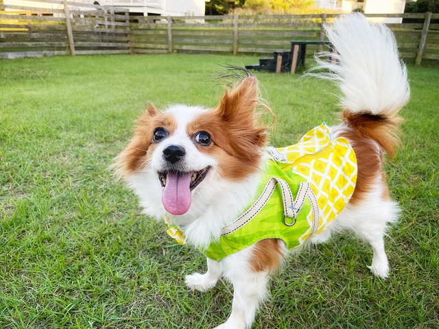Free download dog pet animal lawn backyard free picture to be edited with GIMP free online image editor