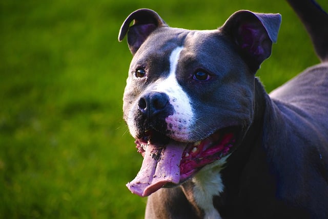 Free download dog pet animal nature pitbull free picture to be edited with GIMP free online image editor