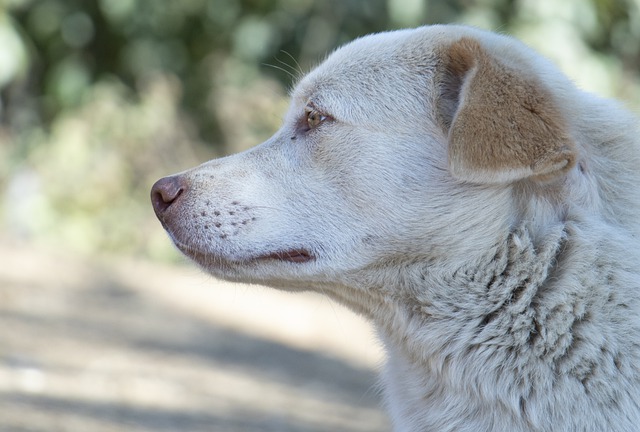 Free download dog pet animal outdoors canine free picture to be edited with GIMP free online image editor