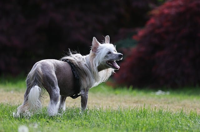Free download dog pet animal play ball yard free picture to be edited with GIMP free online image editor