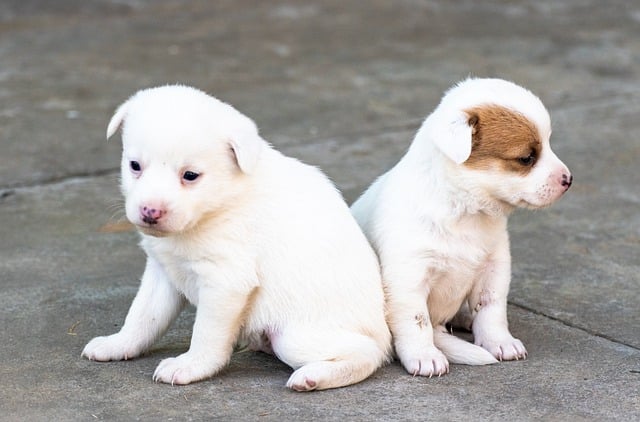 Free download dog pet animal puppy cute canine free picture to be edited with GIMP free online image editor