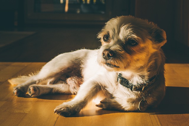 Free download dog pet animal small dog canine free picture to be edited with GIMP free online image editor
