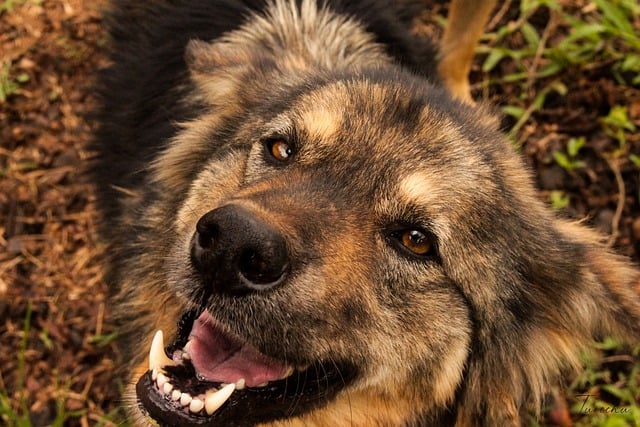 Bezpłatne pobieranie zdjęć psów zwierząt domowych uśmiechów szczęśliwych psów do edycji za pomocą bezpłatnego edytora obrazów online GIMP
