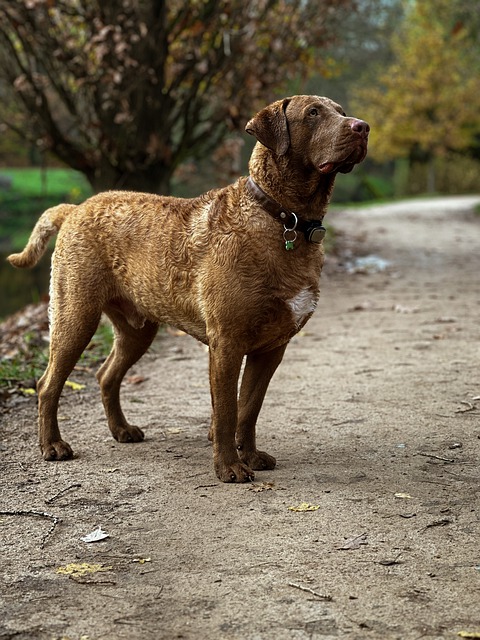 Free download dog pet animal wet water cute free picture to be edited with GIMP free online image editor