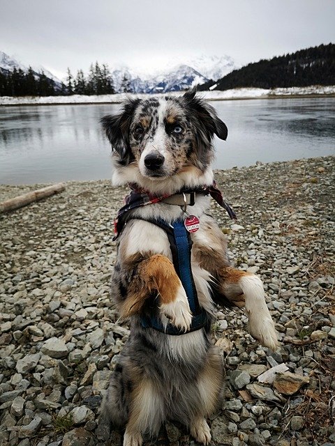 دانلود رایگان Dog Pet Australian Shepherd - عکس یا تصویر رایگان قابل ویرایش با ویرایشگر تصویر آنلاین GIMP