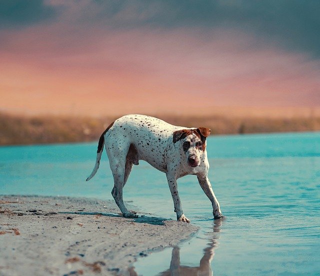 Scarica gratis l'immagine gratuita del cane da spiaggia per animali da compagnia per cani da modificare con l'editor di immagini online gratuito GIMP