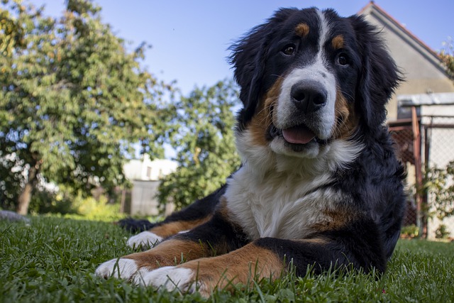 Free download dog pet bernese mountain dog canine free picture to be edited with GIMP free online image editor